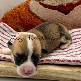 AKC Preston - Sable male Pembroke Welsh Corgi puppy in Casper, Wyoming from Flying Note Shorties
