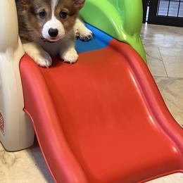 American Corgi and Pembroke Welsh Corgi Puppies from Folly Acres Corgis