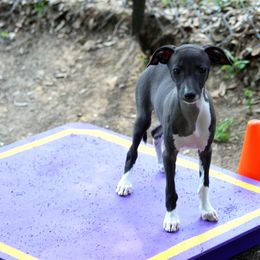 Boston Terrier and Italian Greyhound Puppies from 4Ever Boston Terriers & Italian Greyhounds