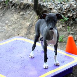 Boston Terrier and Italian Greyhound Puppies from 4Ever Boston Terriers & Italian Greyhounds