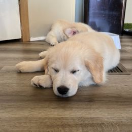 Golden Retriever Puppies from Mia Ragazza Golden Retrievers