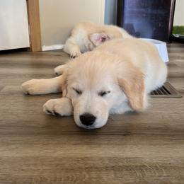 Golden Retriever Puppies from Mia Ragazza Golden Retrievers