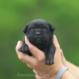 Boy 2 - Black brindle male Cane Corso puppy in Cable, Ohio from Americana Cane Corso