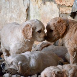 Australian Labradoodle Puppies from Texas Labradoodles