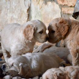 Australian Labradoodle Puppies from Texas Labradoodles