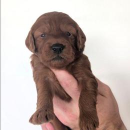 Popsicle - Red  female Goldendoodle puppy in Blackfoot, Idaho from Riverside Poodles