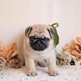 Lad - Fawn male Pug puppy in Placerville, California from Gold Leaf Farm Pugs