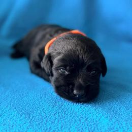 Orange Collar - Black male Labrador Retriever puppy in Port Saint Lucie, Florida from Fleeher Labradors