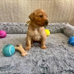 Dixie - Yellow Collar Female - Yellow female Labrador Retriever puppy in Hurtsboro, Alabama from PARK’s Family Farm