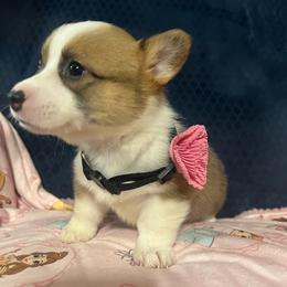 Rosie - Red female Pembroke Welsh Corgi puppy in New Waverly, Texas from Corgie & Cream Paradise