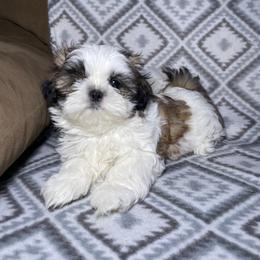Milo - Brindle and white male Shih Tzu puppy in Branson, Missouri from Ren