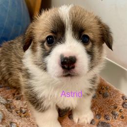Astrid - Red female Pembroke Welsh Corgi puppy in Grenada, California from California Corgi Butts