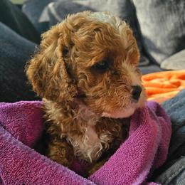 Boy 4 - Red male Cavapoo puppy in Knoxville, Tennessee from Shannan's Cavapoos