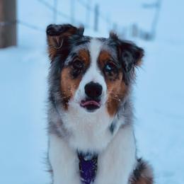 Maybell - Miniature Australian Shepherd
