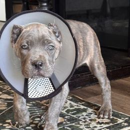Tiger Lily - Gray brindle female Cane Corso puppy in Compton, California from Urban League Cane Corso
