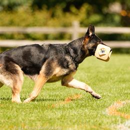 Trinity - German Shepherd