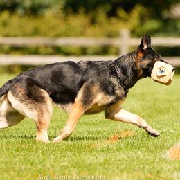 Trinity - German Shepherd