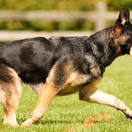 Trinity - German Shepherd