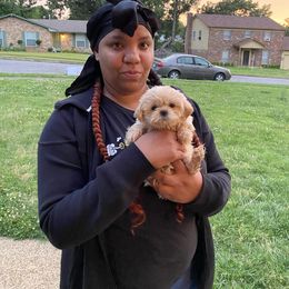 Shih Tzu Puppies from Lady Class Kennel