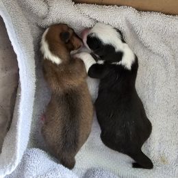 American Corgi Puppies from Whitecreek Corgis of Columbus, IN
