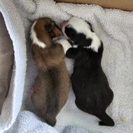 American Corgi Puppies from Whitecreek Corgis of Columbus, IN