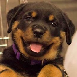 Rottweilers from JungerSohn