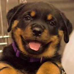 Rottweilers from JungerSohn