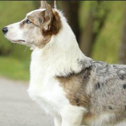 Lala - Cardigan Welsh Corgi