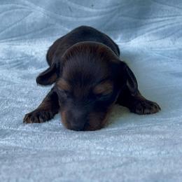 Simon - Red male Dachshund puppy in Pilot Point, Texas from Diamond B Doxies