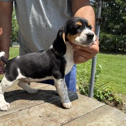 Triboy - Black tan and white male Beagle puppy in Hudson, Michigan from Bachman’s Kennel