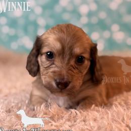 Countess - Cream female Dachshund puppy in Rainier, Oregon from Doxies in Wonderland