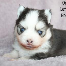 Orange - Black and white male Pomsky puppy in Centerville, Iowa from LJ Kennels Pomskies, LLC