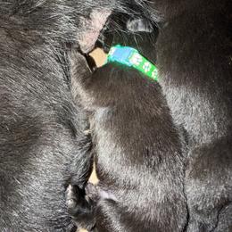 Green collar boy - Black male German Shepherd puppy in Centralia, Illinois from Janices AKC German Sheperds LLC