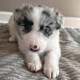 Boy 1 - White and blue merle male Border Collie puppy in Jonesboro, Arkansas from Hampton Border Collies