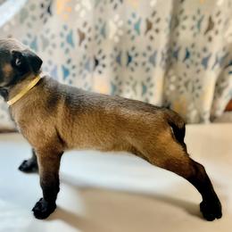 Belgian Malinois and German Shepherd Puppies from Laeknir K9