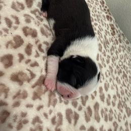 Double Haggery dot boy - Black brindle and white male Boston Terrier puppy in Madera Acres, California from Muggin Bostons Terriers and Mini Dachshund