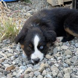 Black Tri Male 1 - Black tri male Miniature American Shepherd puppy in Prunedale, California from 4MLA STABLES