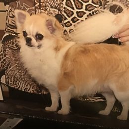 Dallas - Chihuahua