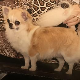 Dallas - Chihuahua