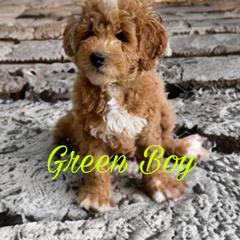 Green Boy - Apricot Goldendoodle puppy in Excelsior Springs, Missouri from Zoodles Micro Goldendoodles