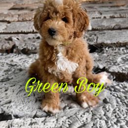 Green Boy - Apricot Goldendoodle puppy in Excelsior Springs, Missouri from Zoodles Micro Goldendoodles