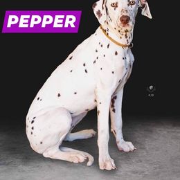 Pepper - Dalmatian