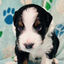 Boy 1 - Red Australian Shepherd puppy in New York from Breezy Woods Aussies