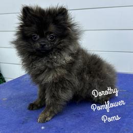 Dorothy - Brindle female Pomeranian puppy in Macon, Georgia from Pomflower Pomeranians
