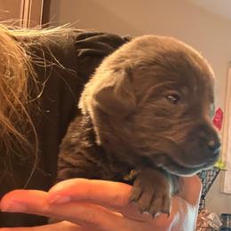 Yellow- Charcoal Female - Charcoal female Dilute Retriever puppy in Marion, Illinois from Summer Lovin’ Labradors of Southern Illinois