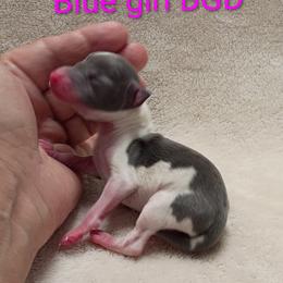 BGD - Blue female Italian Greyhound puppy in Babson Park, Florida from Quality Italian Greyhounds
