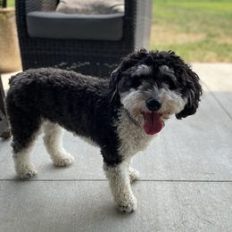 Sophie - Aussiedoodle
