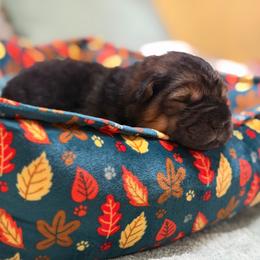 Clove - Black sable female Chinese Shar-Pei puppy in Lenoir, North Carolina from Peitato Chips