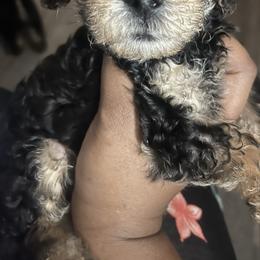 Theodore 2000 - Black and tan male Yorkipoo puppy in Gastonia, North Carolina from Dynasty Kennel