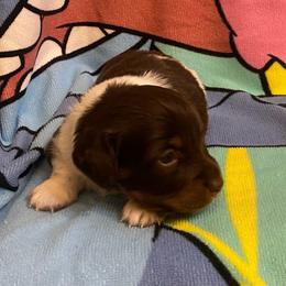 MOCHA - Piebald male Dachshund puppy in Elizabethtown, Kentucky from Teeny Tiny Puppy Tails
